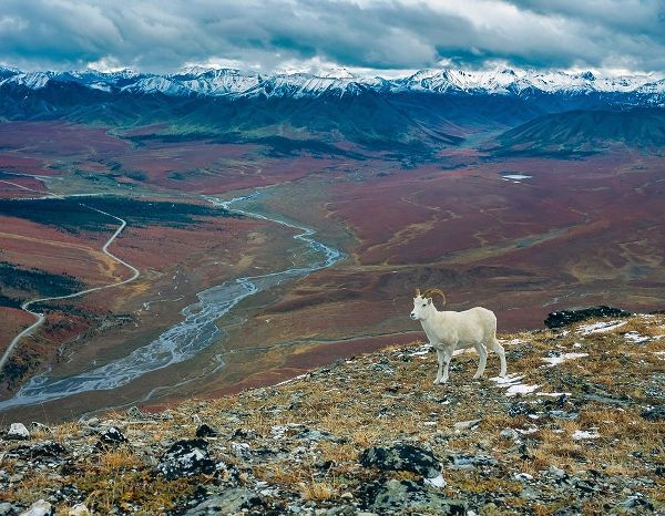 Dall Ram on ridge-fall tundra-Denali National Park-Alaska
